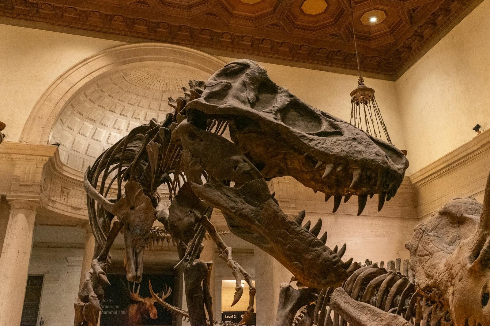 Esqueleto de Tyrannosaurus Rex en el American Museum of Natural History de Nueva York.