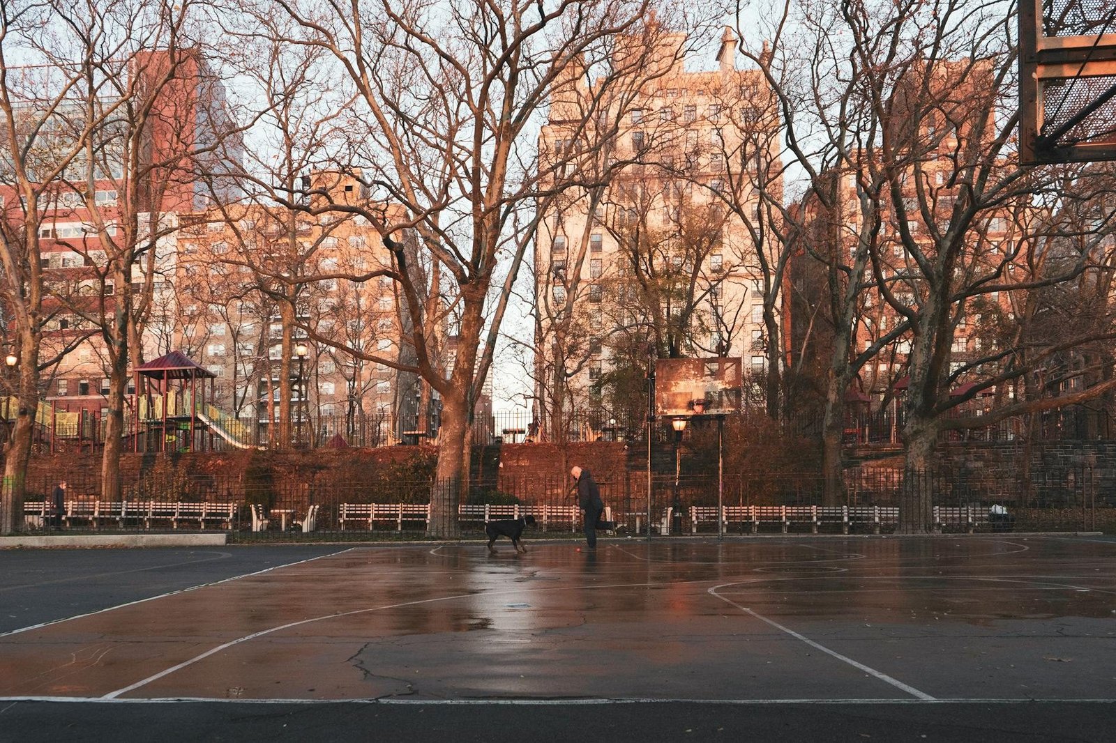 New York City park basketball court with person and dog, bare trees, golden hour light.